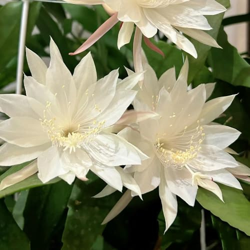Epiphyllum Epiphyllumsamen herbstblumen winterhart wildblumen balkonblumen zimmerbonsai bonsai hängepflanzen winterhart mehrjährig extrem winterharte kübelpflanzen gartendeko für 200samen