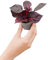 PLNTS - Baby Herbstii Bloodleaf - Plantes d'intérieur - Decoration chambre - Accessoires de décoration intérieure - Pot 6cm - Hauteur 10cm