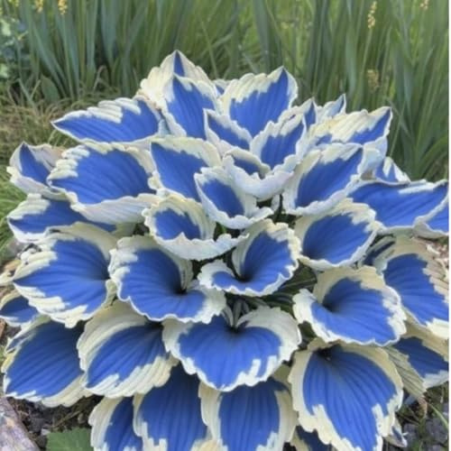 Funkien Rhizoms-Schattentolerante Premium-Stauden Gartenprojekte-Winterhart Geeignet FüR Eingangsbereiche -4 hosta-h