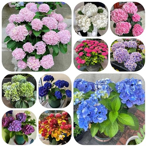acquistare semi di ortensia, decorazione da giardino per esterni da balcone perenni resistenti rare di farfalle selvatici esterno 15pcs