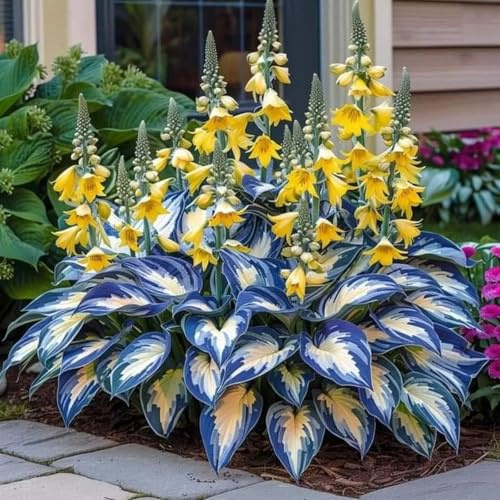 Ideale Garten, Große Winterhart, Gemischte Farben, Funkien Rhizome, Hosta MehrjäHrig, Dauerblüher Qualitäts, Hosta Rhizome,-4zwiebeln-H