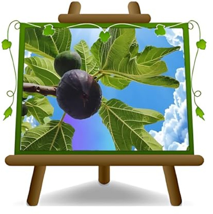 EURO PLANTS VIVAI Fico Melanzana – Pianta da Frutto Antico su Vaso: ø 24/26 cm. - *Altezza: 180~200 cm. Età - 4 Anni