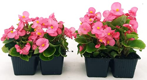 POWERS TO FLOWERS - BEGONIA SEMPERFLORENS, BEGONIETTA DA ESTERNO, FOGLIA VERDE e FIORE ROSA, 8 PIANTE, piante vere