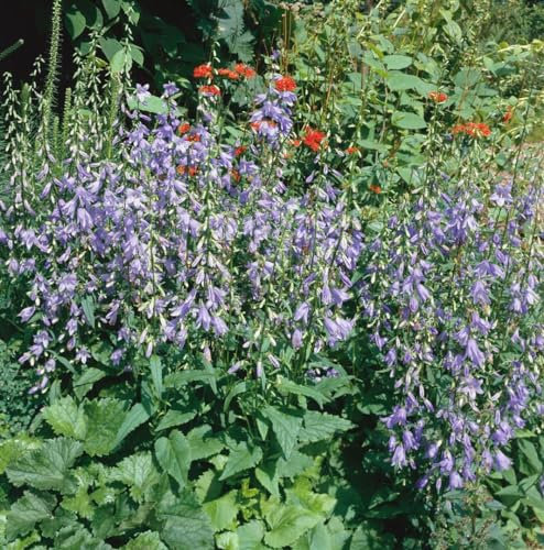Campanula rapunculoides 9x9 cm Topf – Winterhart, Mehrjährig, Pflegeleicht – Rapunzel-Glockenblume – Staude für Beet & Naturgarten