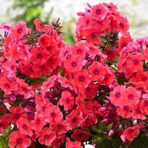 Drummond's Phlox Coccinea - 300 Seeds + freebie + Plant tag (Phlox drummondii grandiflora)