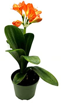 Lirio del Bosque o Clivia Natural: Planta Viva de Exterior Perfecta para Embellecer tu Jardín