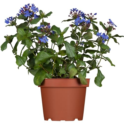 Jazmín Azul Natural Planta Arbustiva de Crecimiento Rápido para Jardín