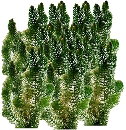 Vdvelde․com - Hornkraut 5 Liter (Ceratophyllum demersum), schwimmende Sauerstoffpflanze, Teichpflanze, für klares Teichwasser und weniger Algen, winterhart und pflegeleicht