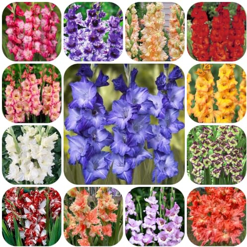 20bulbos de gladiolos sostenibles jardín primavera resistentes y balcón