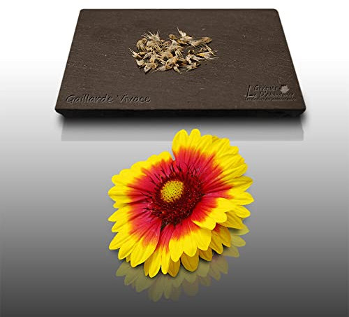 50 graines Fleurs à semer - Le Grenier d'Abondance - GAILLARDE Vivace à double variée - Gaillardia
