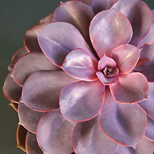 Echeveria ‘Purple Pearl’ Tender Succulent Evergreen Indoor House Plant, Attractive Green and Purple Foliage, Easy to Grow, 1 x 12cm Pots Echeveria ‘Purple Pearl’ by Thompson and Morgan (1)