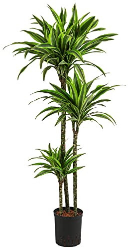 Dehner Drachenbaum Lemon Lime, in Hydrokultur, ca. 140 cm, Ø Topf 18 cm | Dracaena, inkl. Wasserstandsanzeiger, dreitriebige Zimmerpflanze, luftreinigend und pflegleicht, halbschattiger Standort