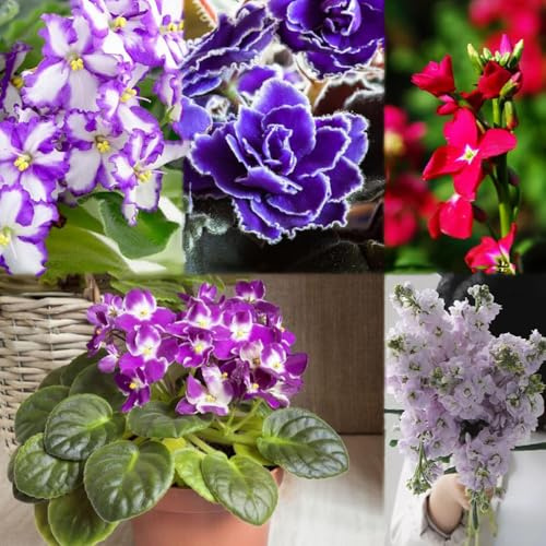 300 piezas Semillas violeta africana semillas jardín, decoración de primavera