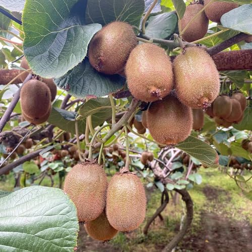 kiwi semi biologici perenni resistenti semi di bonsái di interni selvaggi decorativi nano 100pcs
