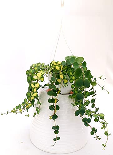 POWERS TO FLOWERS - SEDUM SIEBOLDII VARIEGATO BASKET VASO 16CM DIAMETRO, piante vere