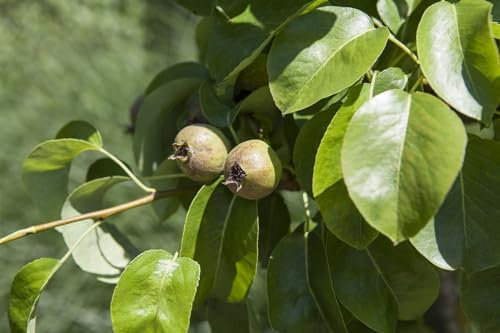 Pyrus communis 'Decora' 125-150 cm – Winterhart, Mehrjährig, Pflegeleicht – Birne – Obstbaum für Garten & Terrasse