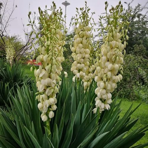 Semillas de Yucca Filamentosa, Lirio de Palma semillas de pradera de mariposas para lugares soleados decoración regalos para jardineros 15pcs