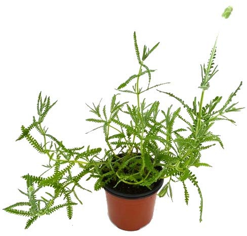 Lavanda Dentada 10cm Lavandula Dentata Planta Natural en Maceta