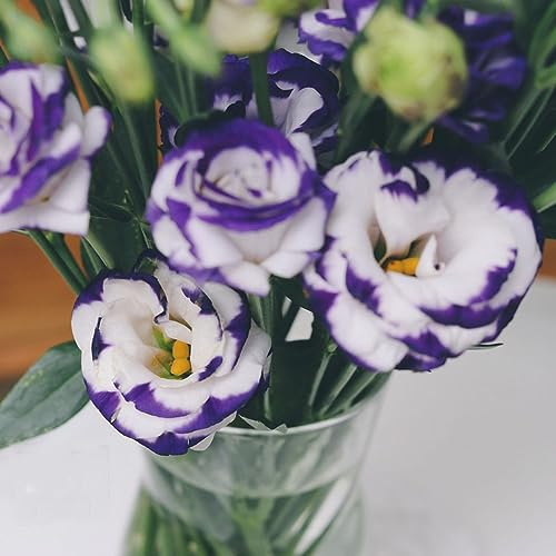 lisianto lisianthus - otoño decorativas primavera silvestres 40semillas