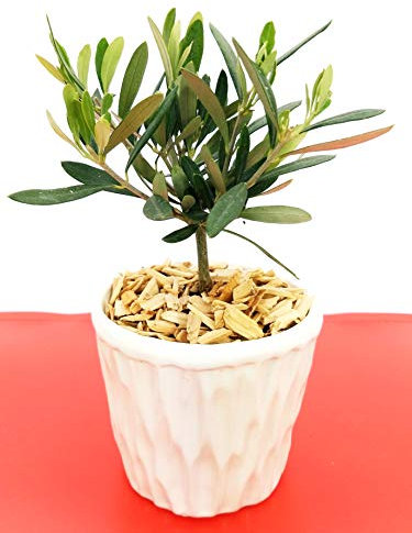 POWERS TO FLOWERS - BONSAI OLIVO DA FRUTTO IN VASO CERAMICA BIANCA CON SPATOLATURA IN RILIEVO, Pianta Vera