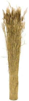 bambus-discount.com Reet Bündel aus Schilfrohrhalmen mit Rispen Länge 160 bis 180cm Durch. ca. 20cm