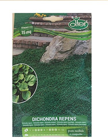 Prato Dichondra Repens sementi per 15 mq morbido e compatto 100 gr semi giardino