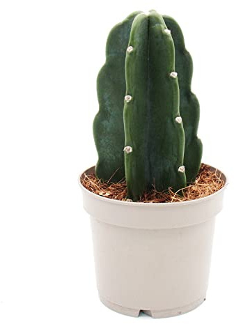Exotenherz - Cuddly Cactus - Der Kaktus zum Kuscheln - ohne Stacheln - Neuheit - 12cm Topf