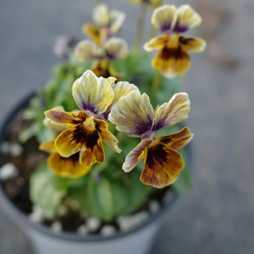 semi viola del pensiero - Viola tricolore interno giardino 1000pcs