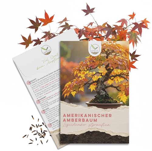 Außergewöhnliche Bonsai Samen mit hoher Keimrate - Pflanzen Samen Set für deinen eigenen Bonsai Baum (1x Amerikanischer Amberbaum)
