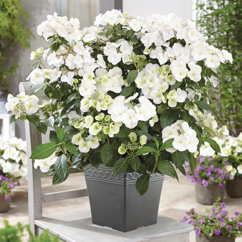 YouGarden Hydrangea 'Runaway Bride' (Approx 20/25cm Inc Pot). Climbing Hydrangea Plants Perfect for Pots and Hanging Baskets. Outdoor Plants Garden Ready. Plants for The Garden