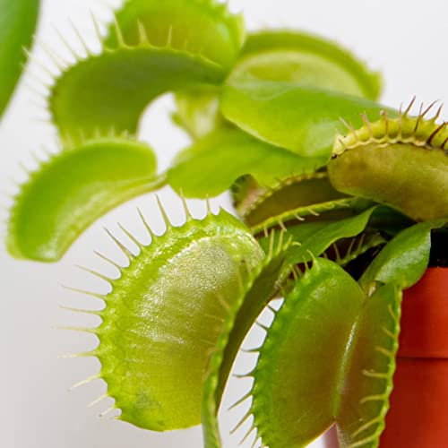 Planta Carnívora | DECOALIVE | Venus Atrapamoscas | Dionaea Muscipula | Planta Natural
