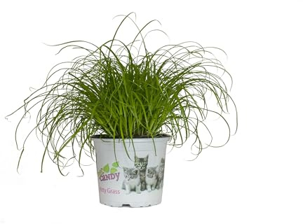 Cyperus Zumula Natural la Hierba Gatera Perfecta para tus Mascotas