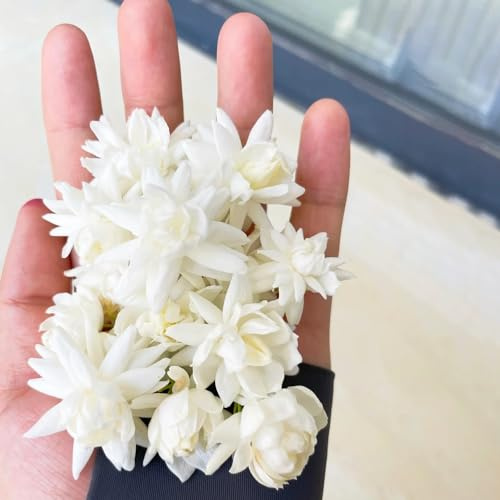 200 piezas semillas de plantas jazmín jardín decorativo regalo de semillas de flores planta trepadoras resistentes maceta colgantes