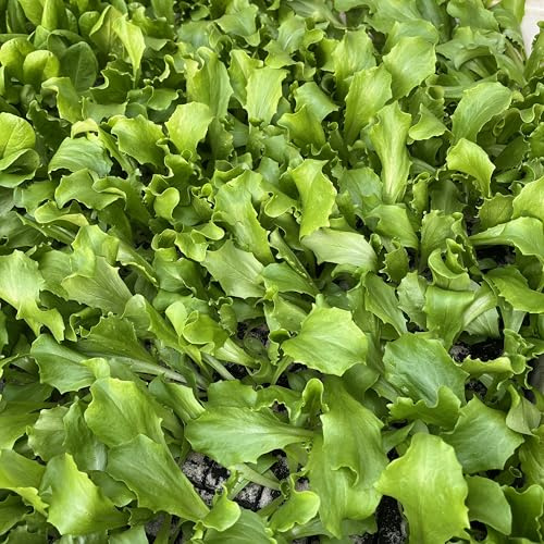 Eissalat grün Salatjungpflanzen 12er-Set