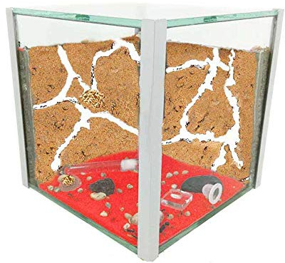 ANTHILLSHOP Ameisenhaufen-Set, natürlicher Sandeimer, 15 x 15 x 15 cm, Glas, mit Ameisen
