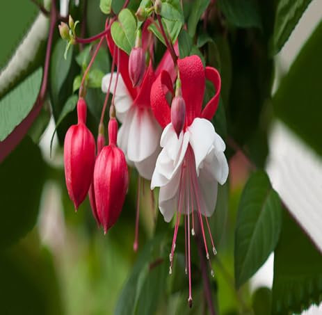 40 graines de fleurs de fuchsia