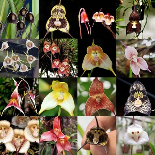 orchidea scimmia semi per luoghi soleggiati, orchidea faccia di scimmia - dracula simia - balcone, resistenti 180pcs
