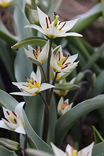Wildtulpen Turkestanica Botanische Tulpenzwiebeln 25 Blumenzwiebeln