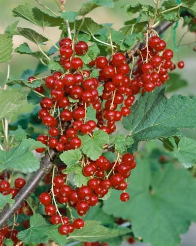 Ribes rubrum 'Jonkheer van Tets' 30-40 cm – Winterhart, Mehrjährig, Pflegeleicht – Rote Johannisbeere – Beerenstrauch für Garten & Obstgarten