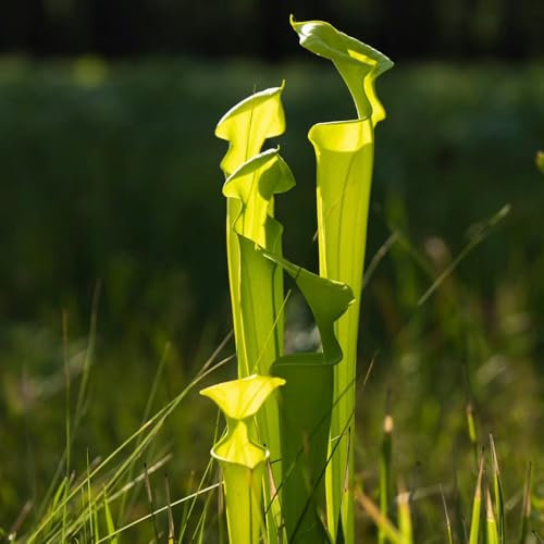 Semi di pianta carnivora Sarracenia purpurea piante in vaso resistenti all'esterno semi di piante carnivore a tubo mini piante grasse vere, semi di piante Piante grasse resistenti, 400pcs