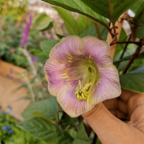 campanula, semi di campanula Decorazioni giardino per esterni decorative, viti, rampicanti semi di per balcone l' 160semi