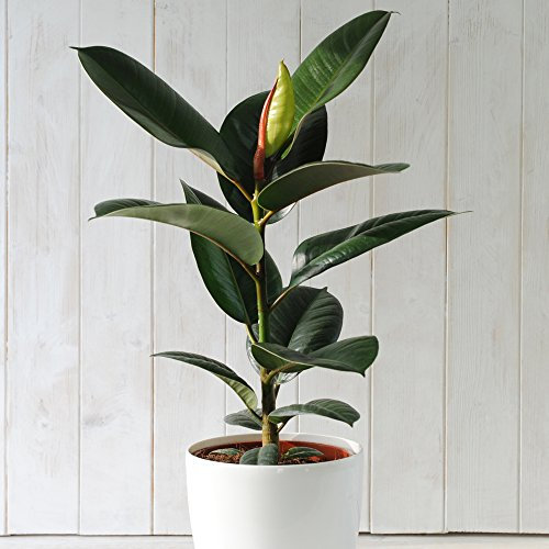 Indian Rubber Plant Indoor Tree Easy to Grow Evergreen House Plant for Home, Office & Conservatory 1 x Ficus Eleastica Robusta in 12cm Pot by Thompson & Morgan