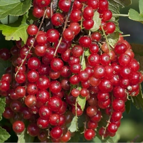 Red Currant “Minnesota 71” Rooted Plant, 6-10 Tall, 1 Year Old