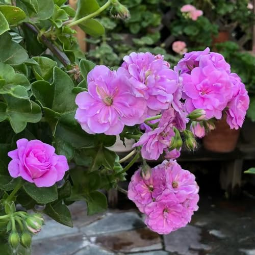 geranio tagliati selvatici perenni resistenti per sole di primavera semi di giardino decorazione semi esotici 100pcs