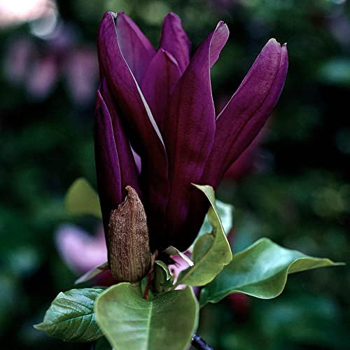 YouGarden Magnolia 'Genie', Established Plant in 2L Pot, Ready to Plant, Perfect for Cottage Gardens