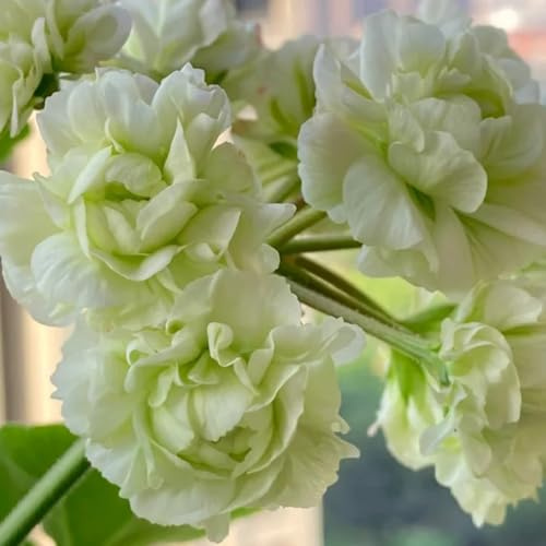 geranien stehend - pelargonium - topfpflanzen draußen winterhart bio blumenbeet hochbeet winterharte deko balkon 65samen