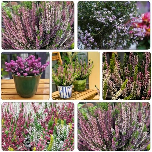 Heidekraut frühlingsblumen blumenwiese herbstaussaat mehrjährig blumendeko blumengarten blumenwiesensaat bonsai topf balkongewächshäuser schmetterlingsflieder balkonpflanzen frühling 85samen