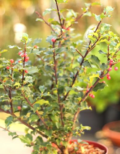 Stechpalme Ilex Meserveae Blue Princess 60-80 cm immergrün und winterhart