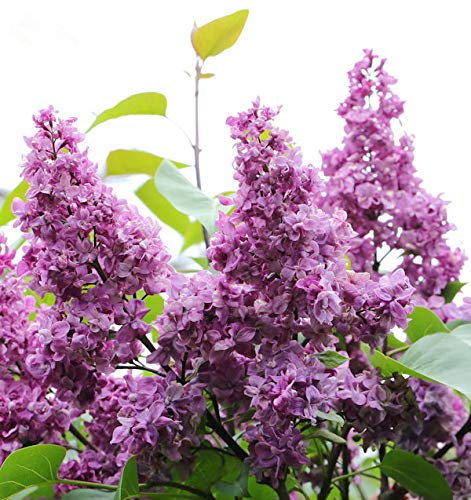 Edelflieder General Pershing 30-40cm - Syringa vulgaris - lebende Gartenpflanze aus den Baumschulen