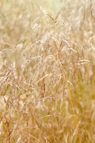 Deschampsia cespitosa 'Goldschleier' 9x9 cm Topf – Winterhart, Mehrjährig, Pflegeleicht – Rasen-Schmiele – Ziergras für Beet & Rabatte